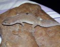 /album/leopard-geckos/a2011-09-18-001-2011-09-18-059-jpg/